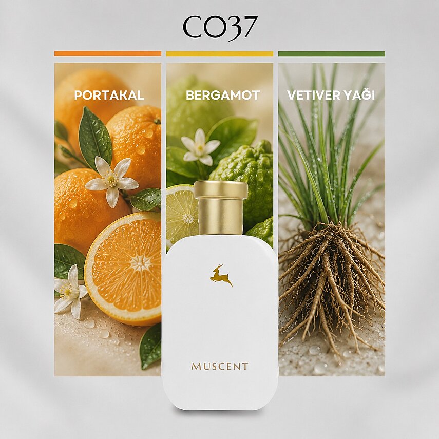 C037 Meteory - 1