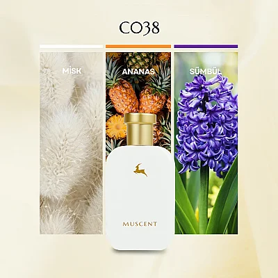 C038 Aksento - MUSCENT (1)