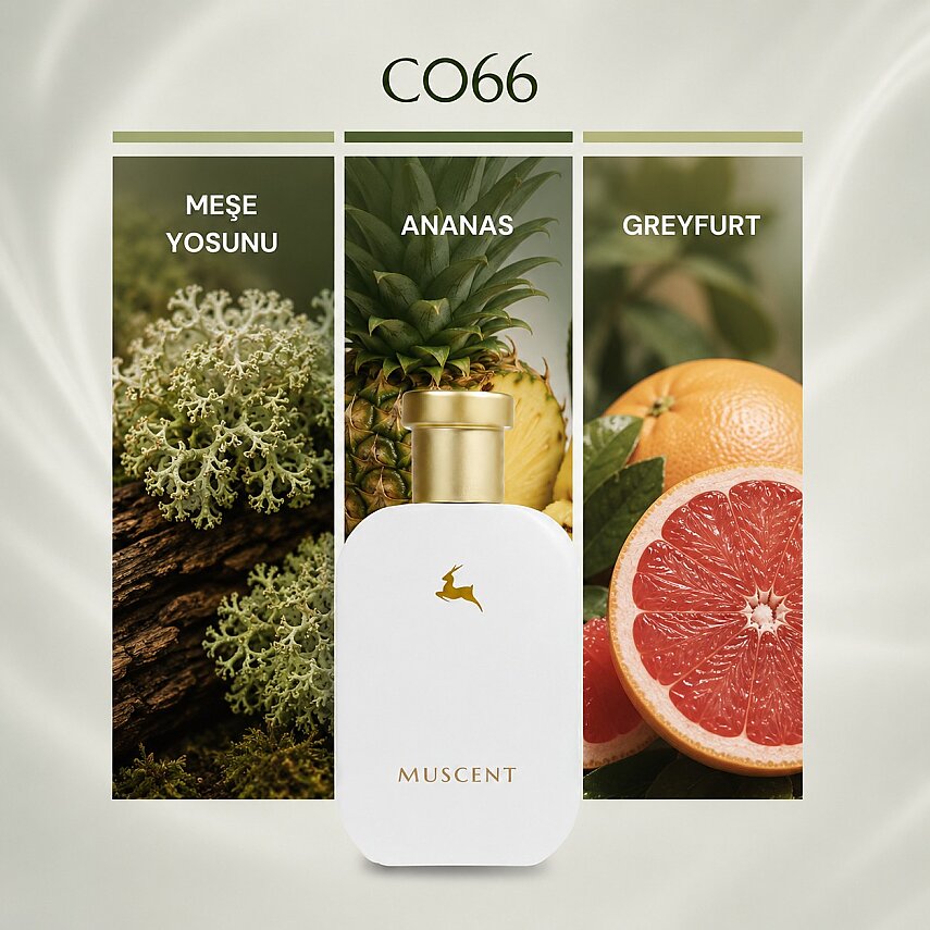 C066 Fruity Chypre - 1