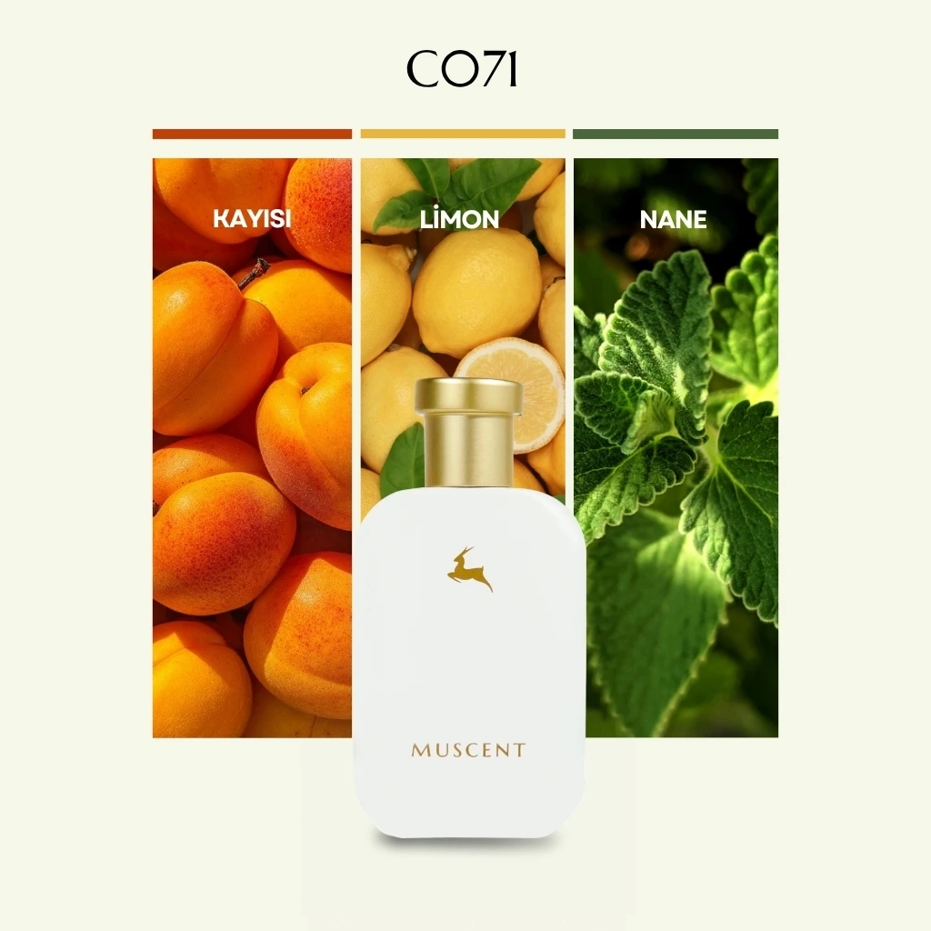 C071 Pasifik Chily