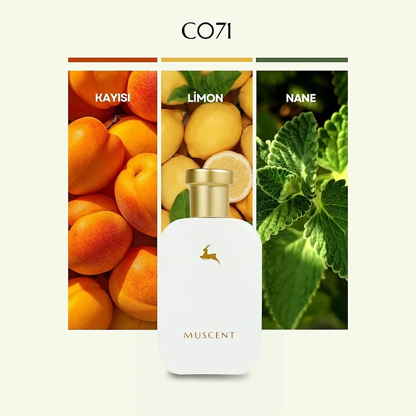 C071 Pasifik Chily - 1