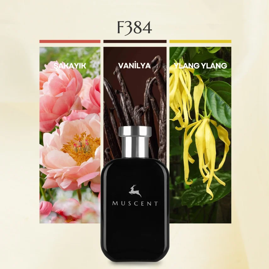 F384 G Girl Blush - MUSCENT
