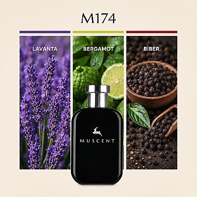 M174 LRCarbon - MUSCENT