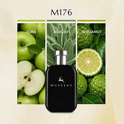 M176 Y EDP - MUSCENT