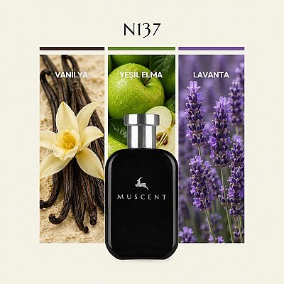 N137 Lyton - MUSCENT