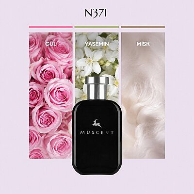 N371 Idoll Int - MUSCENT